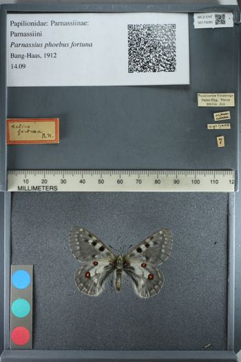 Media type: image;   Entomology 174280